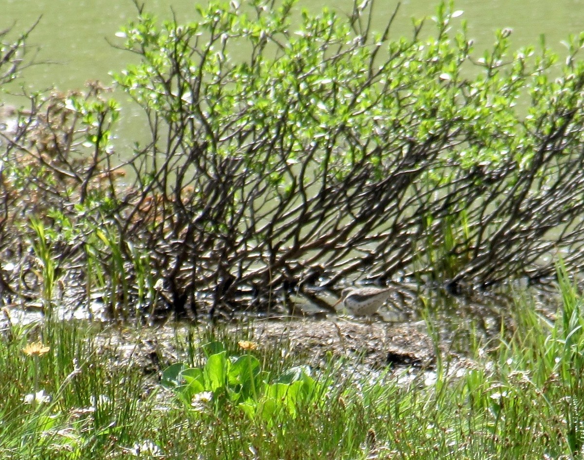 Spotted Sandpiper - Al Zerbe