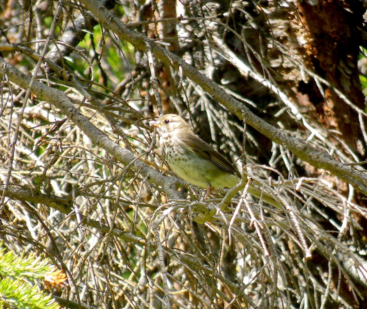 Hermit Thrush - ML248874751