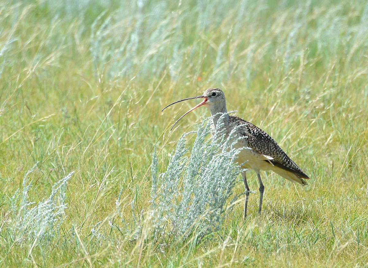 Long-billed Curlew - Gerry Fox