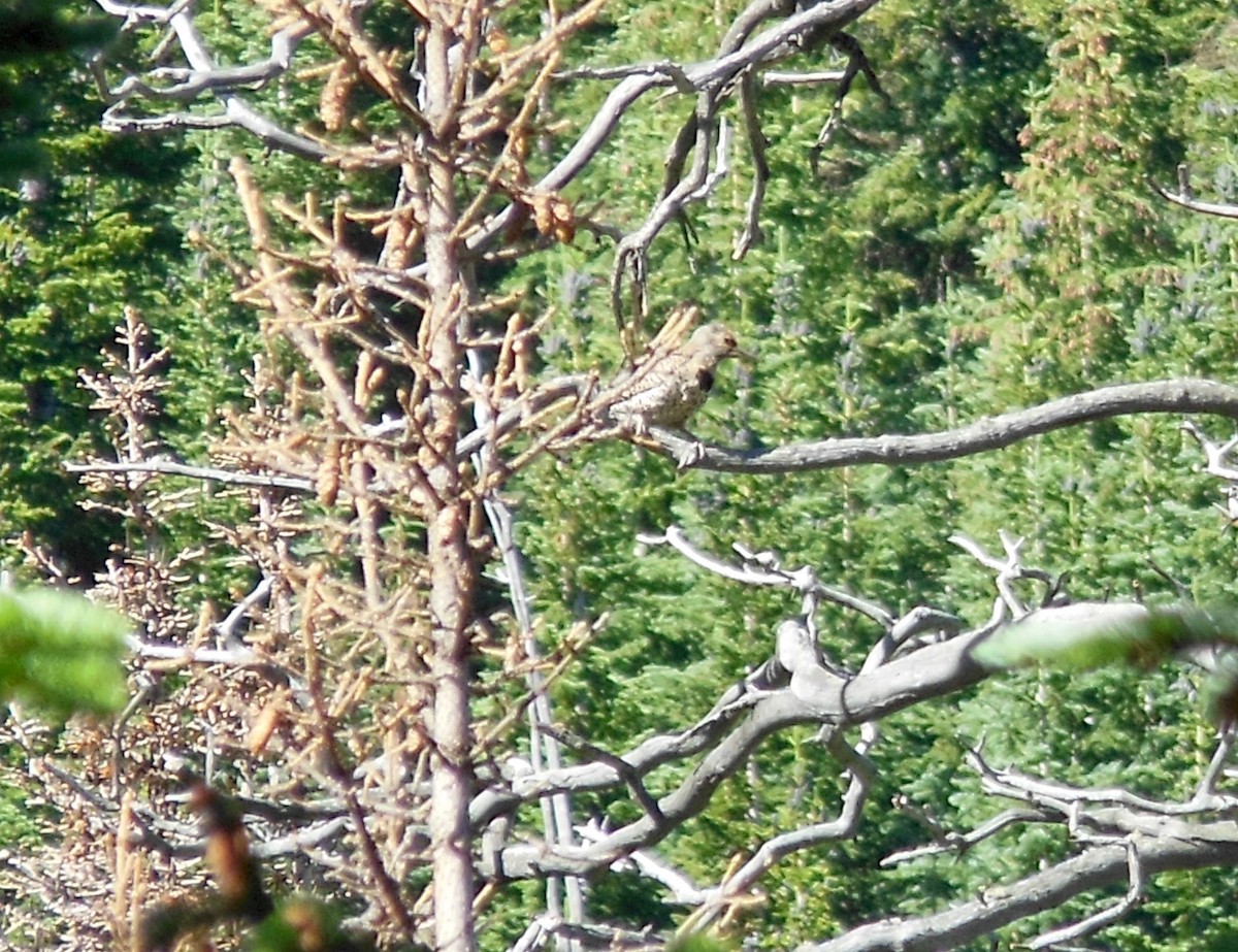 Northern Flicker - Al Zerbe