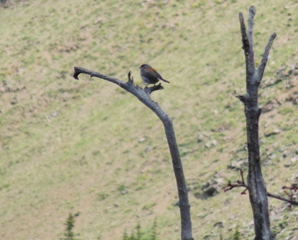 Junco ardoisé (caniceps) - ML248874931