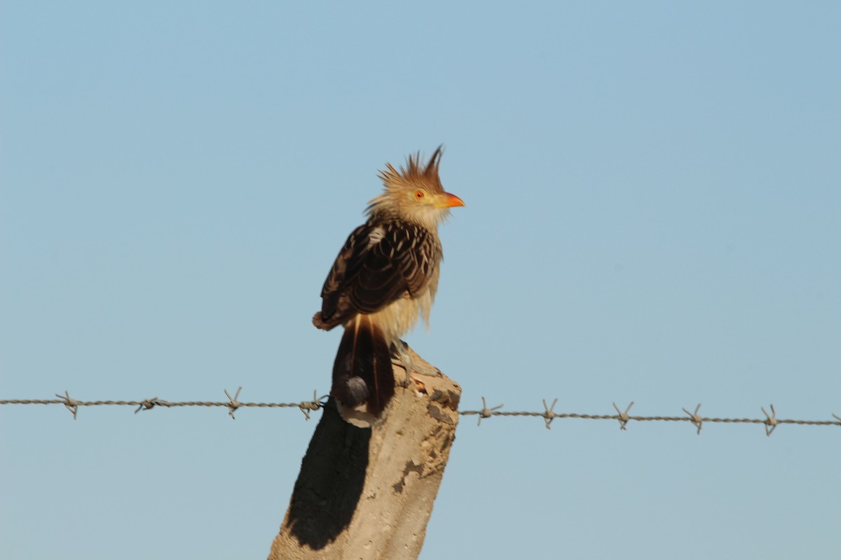 Guira Cuckoo - Haydee Cabassi