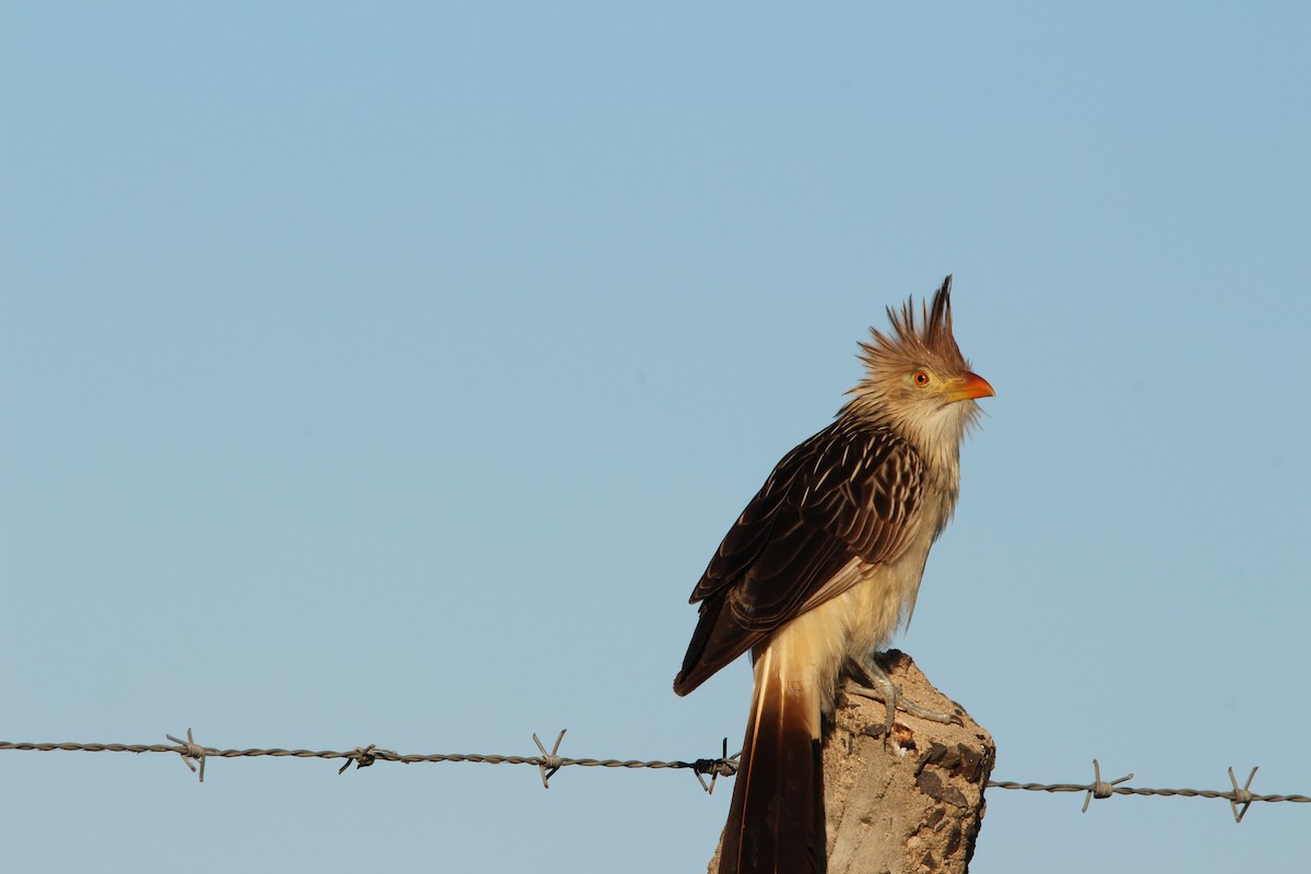 Guira Cuckoo - ML248878881