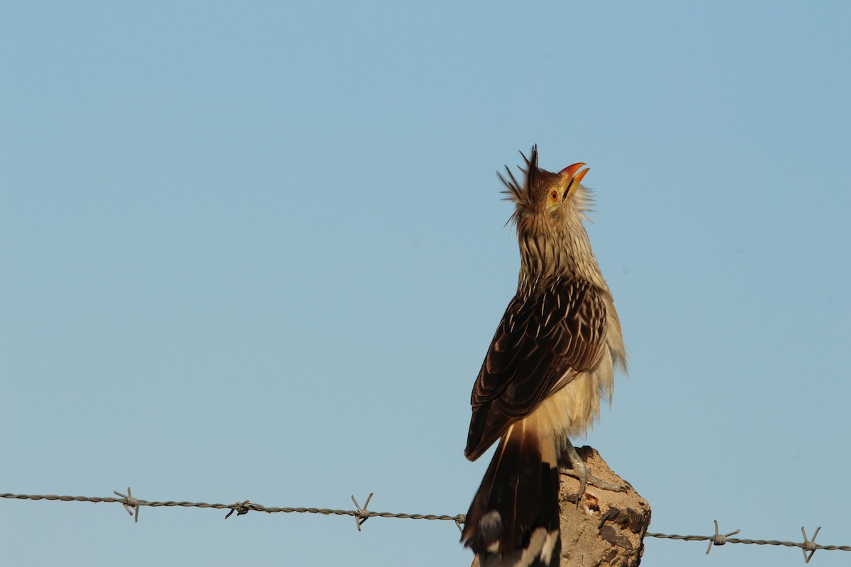 Guira Cuckoo - ML248878901