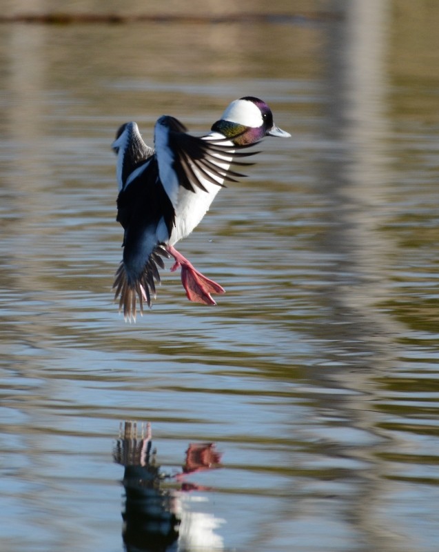 Bufflehead - ML24887891