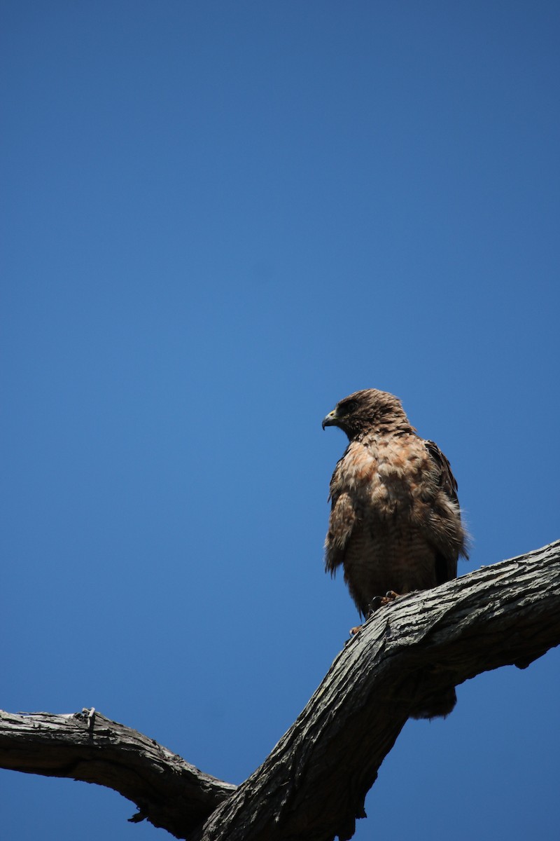 Red-tailed Hawk - ML248879261