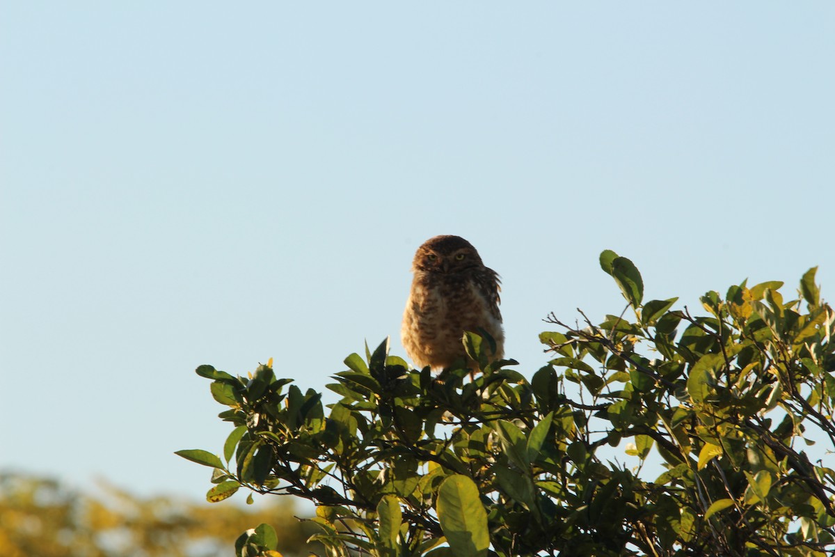 Burrowing Owl - ML248879491