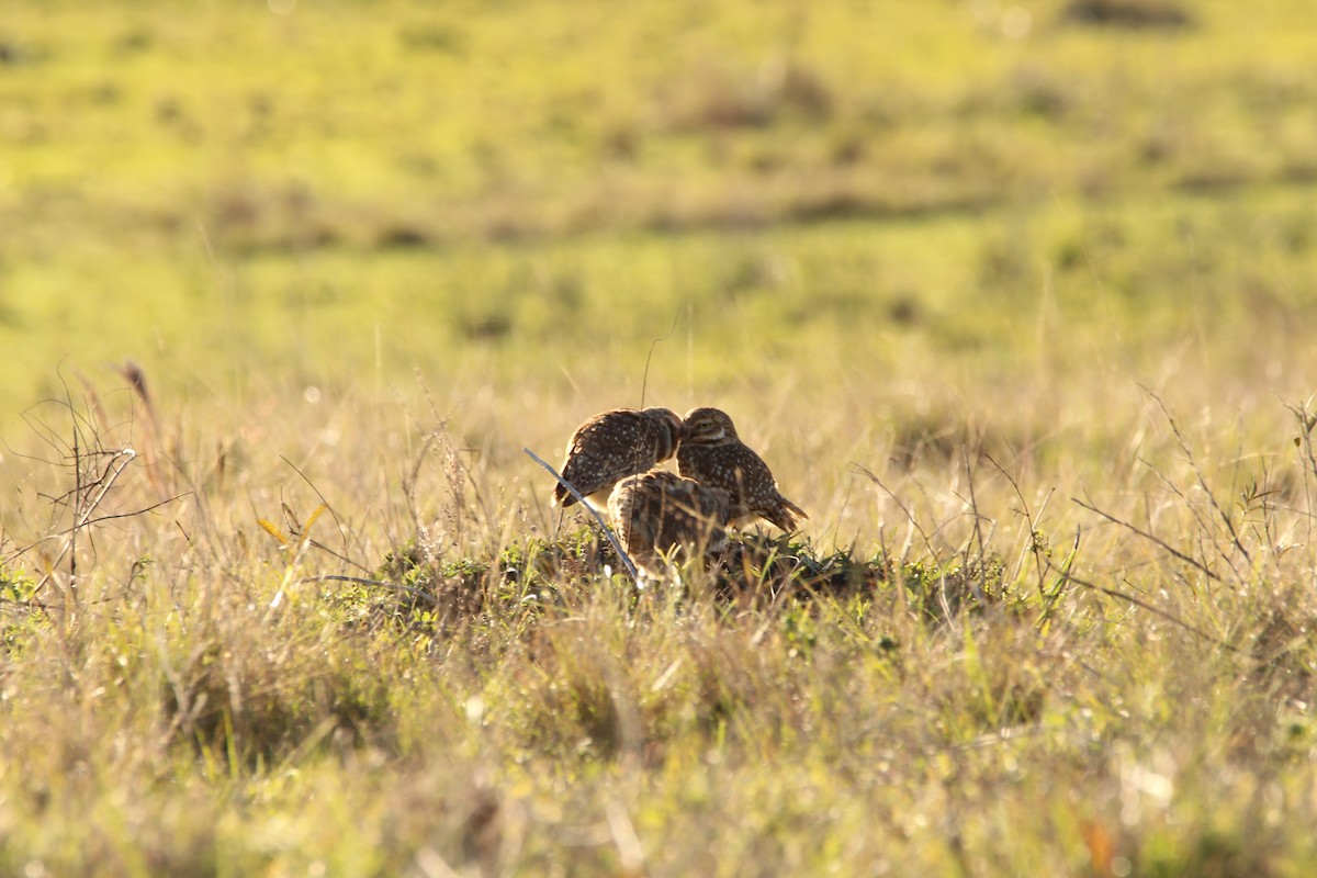 Burrowing Owl - ML248879511