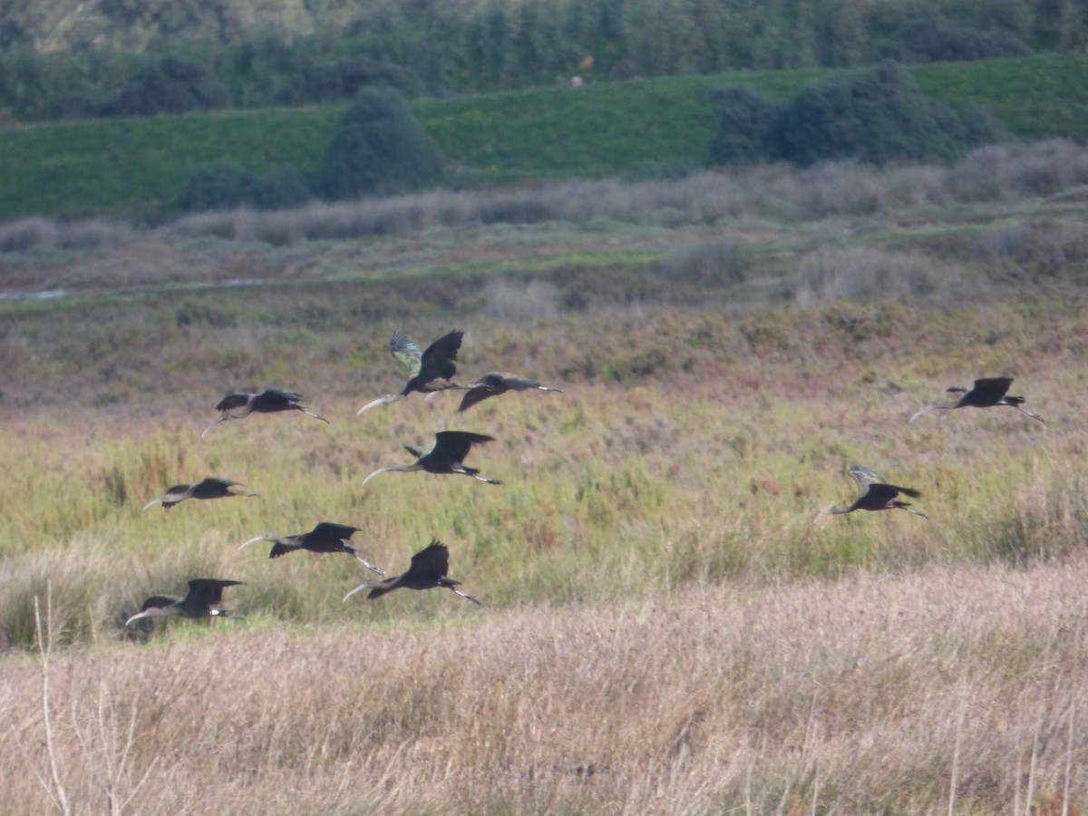 Glossy Ibis - Lars Gonçalves