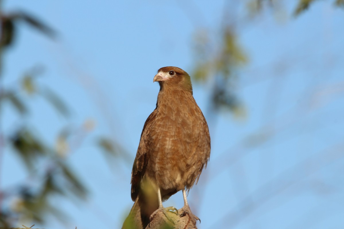 Chimango Caracara - Haydee Cabassi