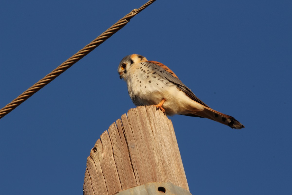 American Kestrel - Haydee Cabassi