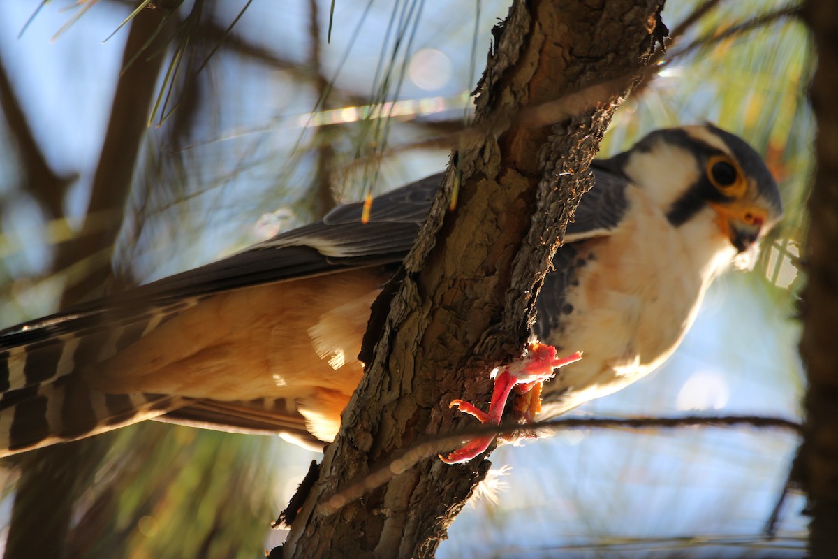 Aplomado Falcon - ML248880091