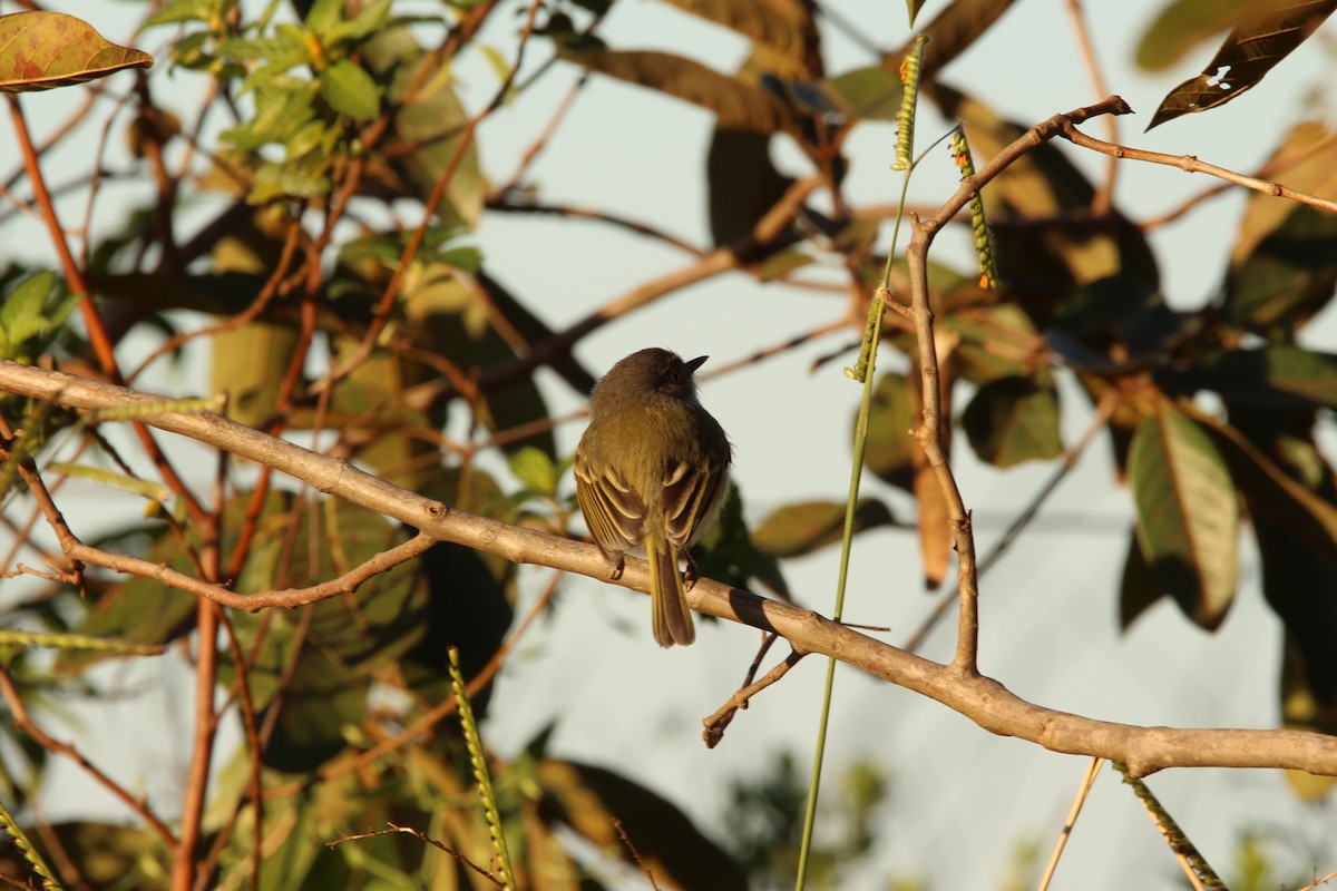 Pearly-vented Tody-Tyrant - ML248880291