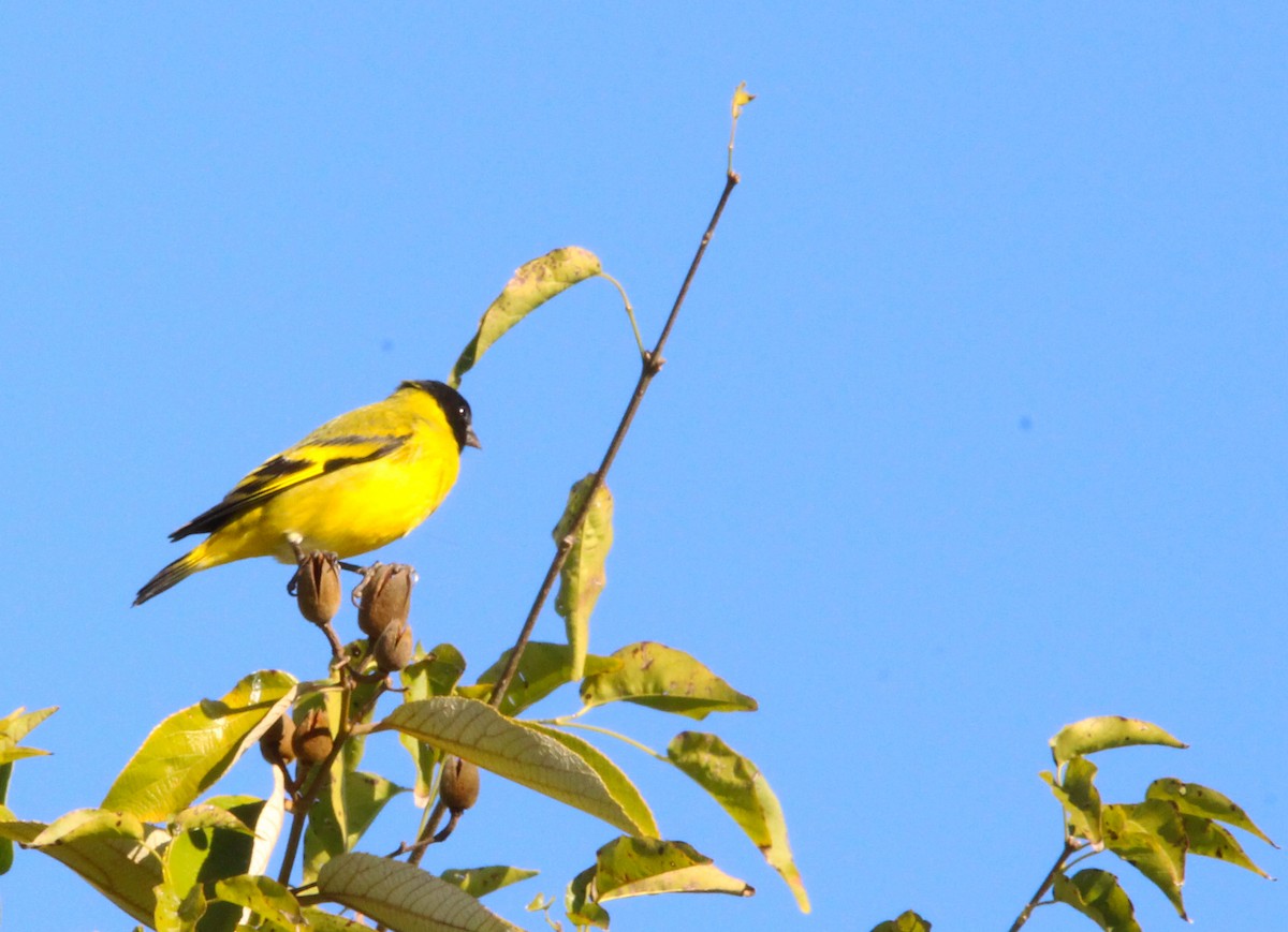 Hooded Siskin - ML248880731