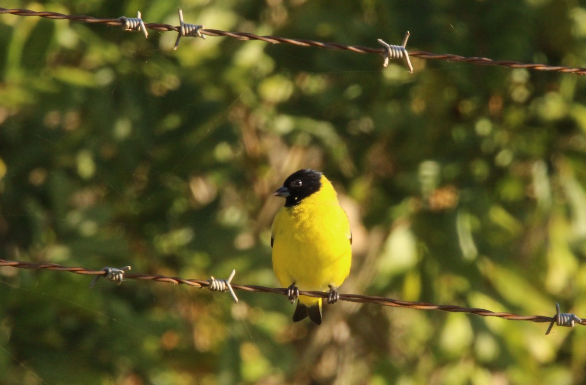 Hooded Siskin - ML248880761