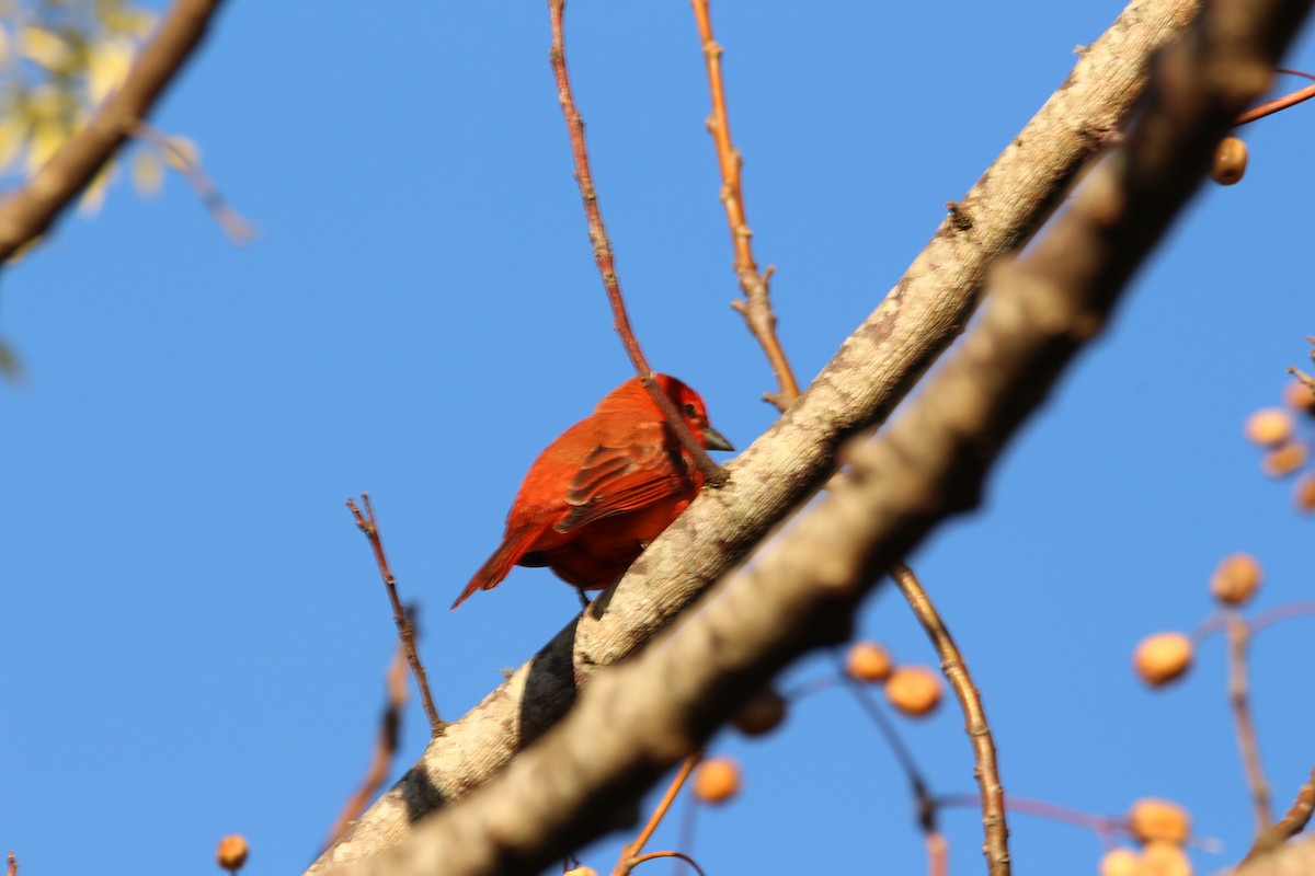 Hepatic Tanager - ML248881031