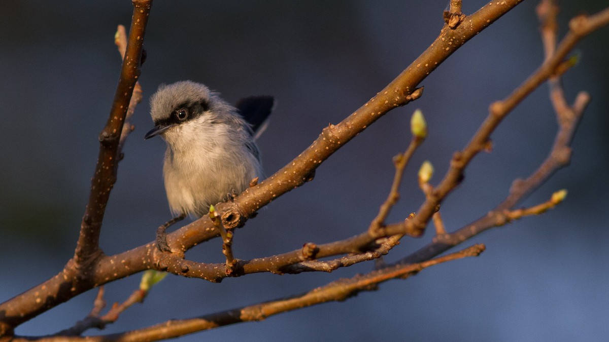 Masked Gnatcatcher - ML248881101