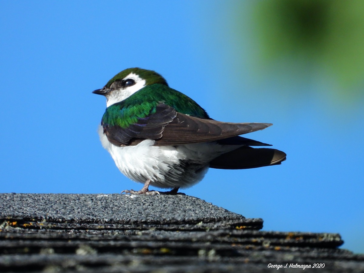 Violet-green Swallow - George Halmazna