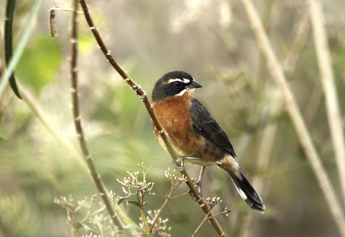 Black-and-rufous Warbling Finch - ML248881371