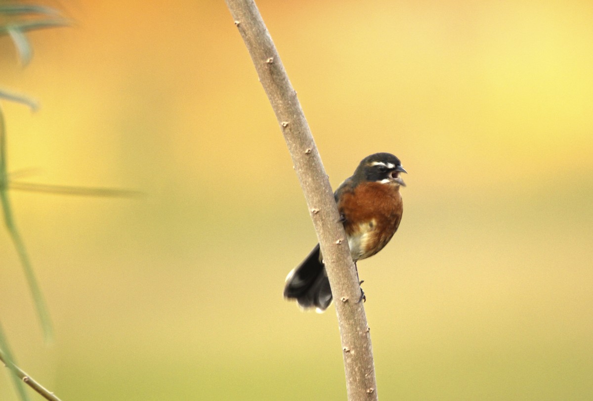 Black-and-rufous Warbling Finch - ML248881451