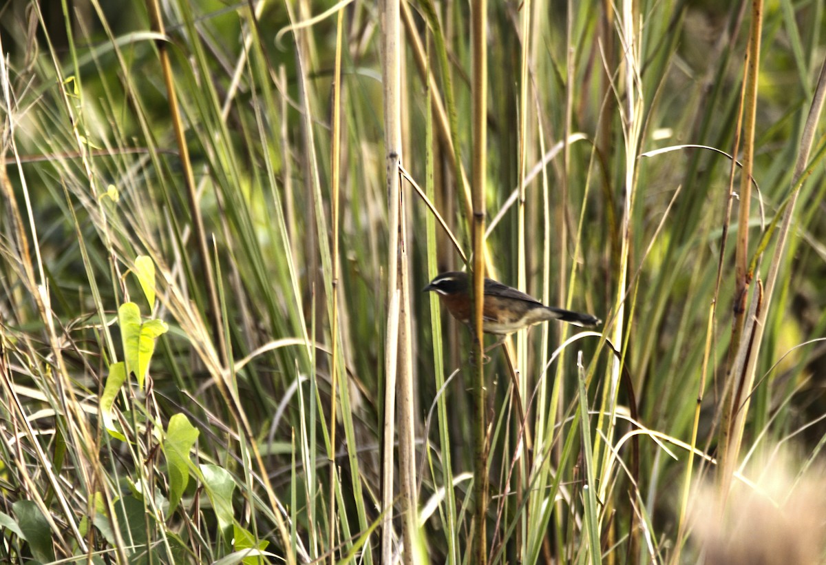 Black-and-rufous Warbling Finch - Haydee Cabassi