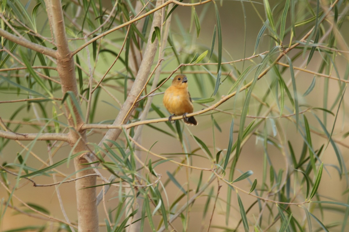 Rusty-collared Seedeater - ML248881861