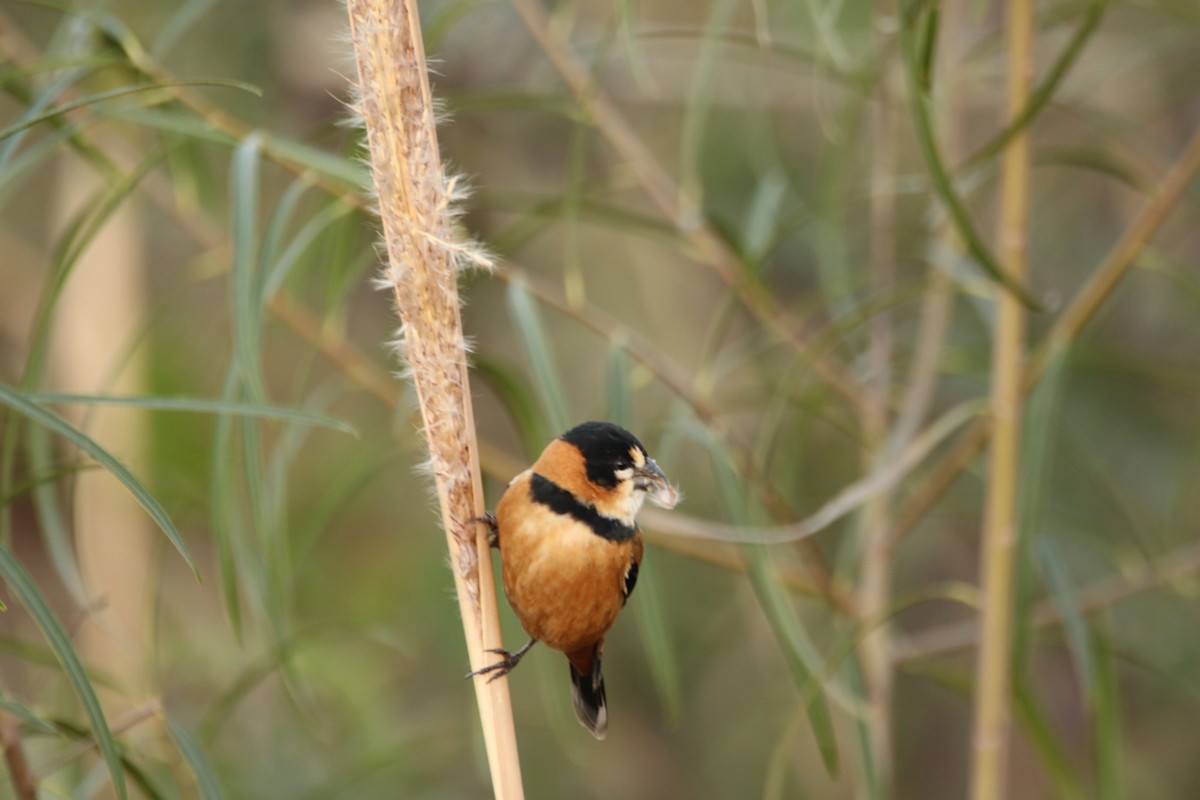 Rusty-collared Seedeater - ML248881881