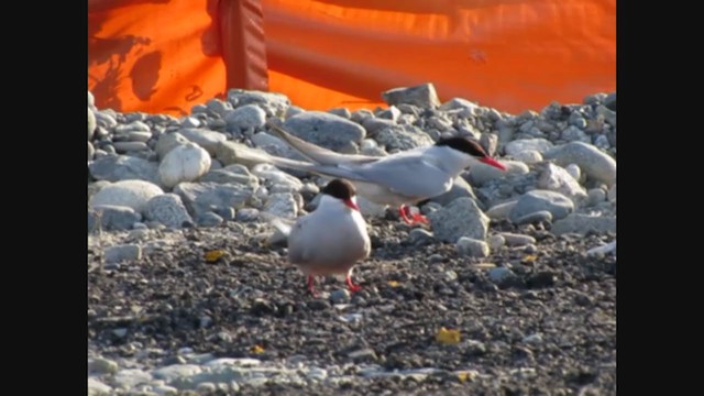 Arctic Tern - ML248883071