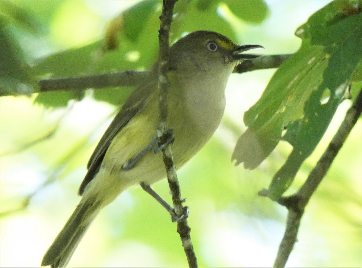 White-eyed Vireo - ML248883081