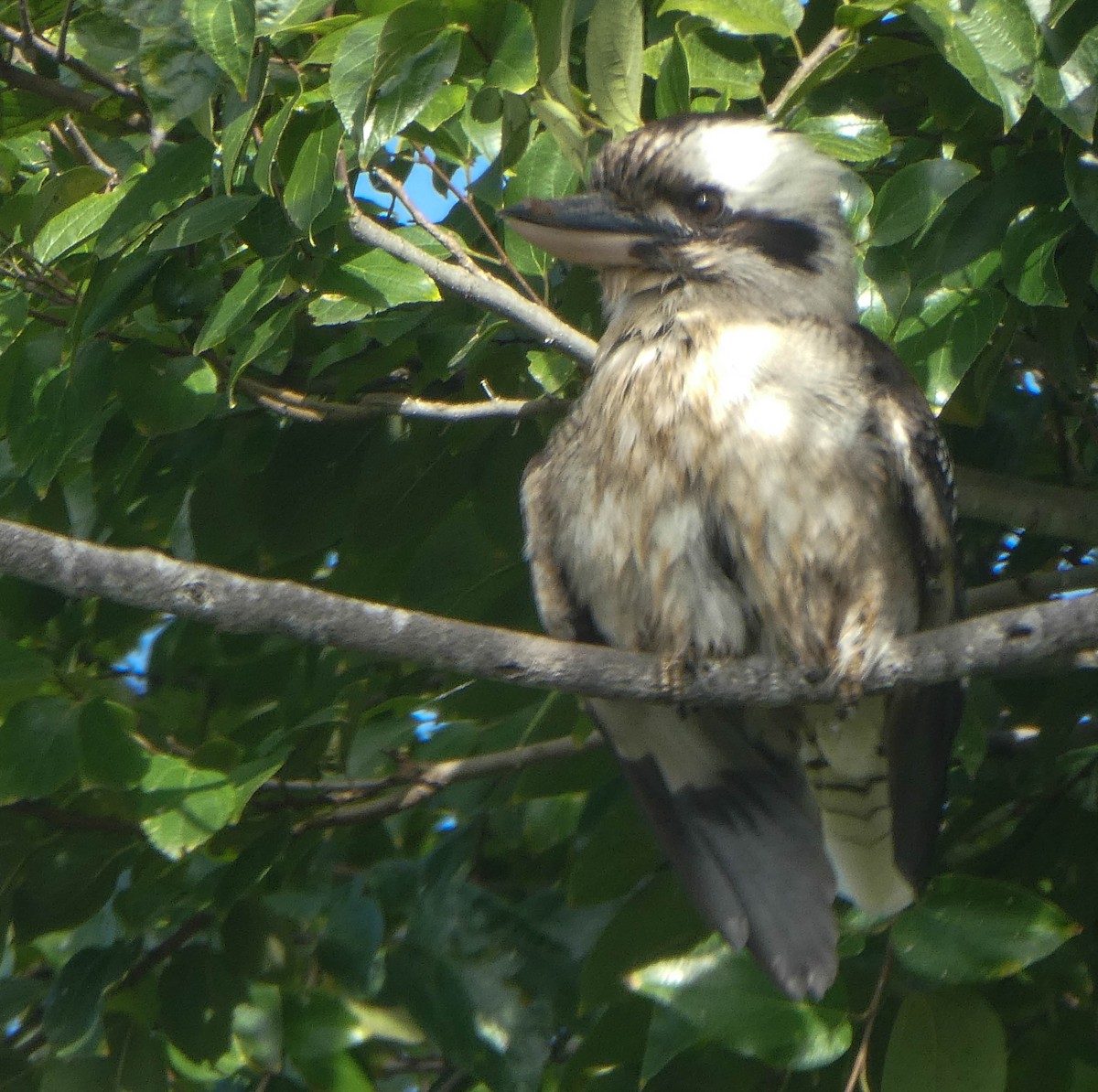 Laughing Kookaburra - ML248886401