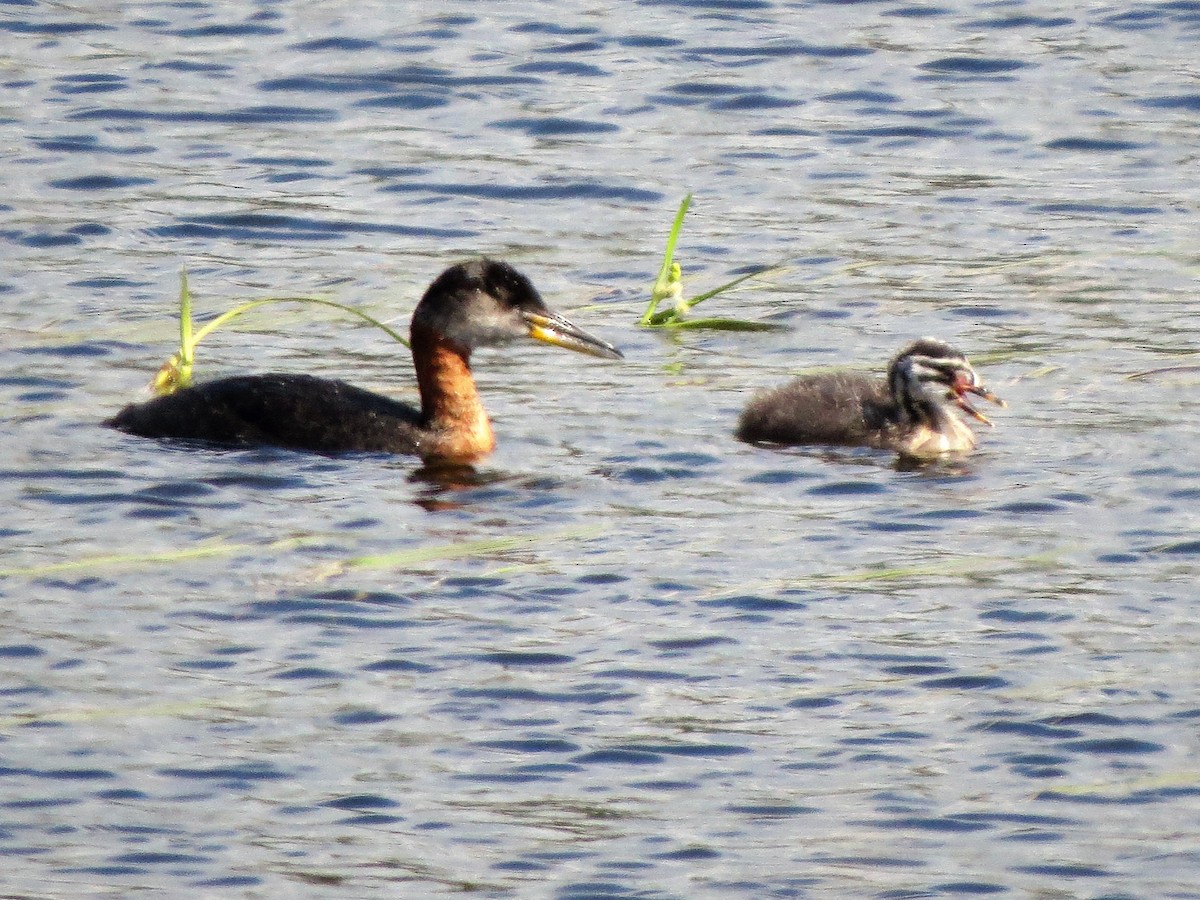 Red-necked Grebe - ML248886691