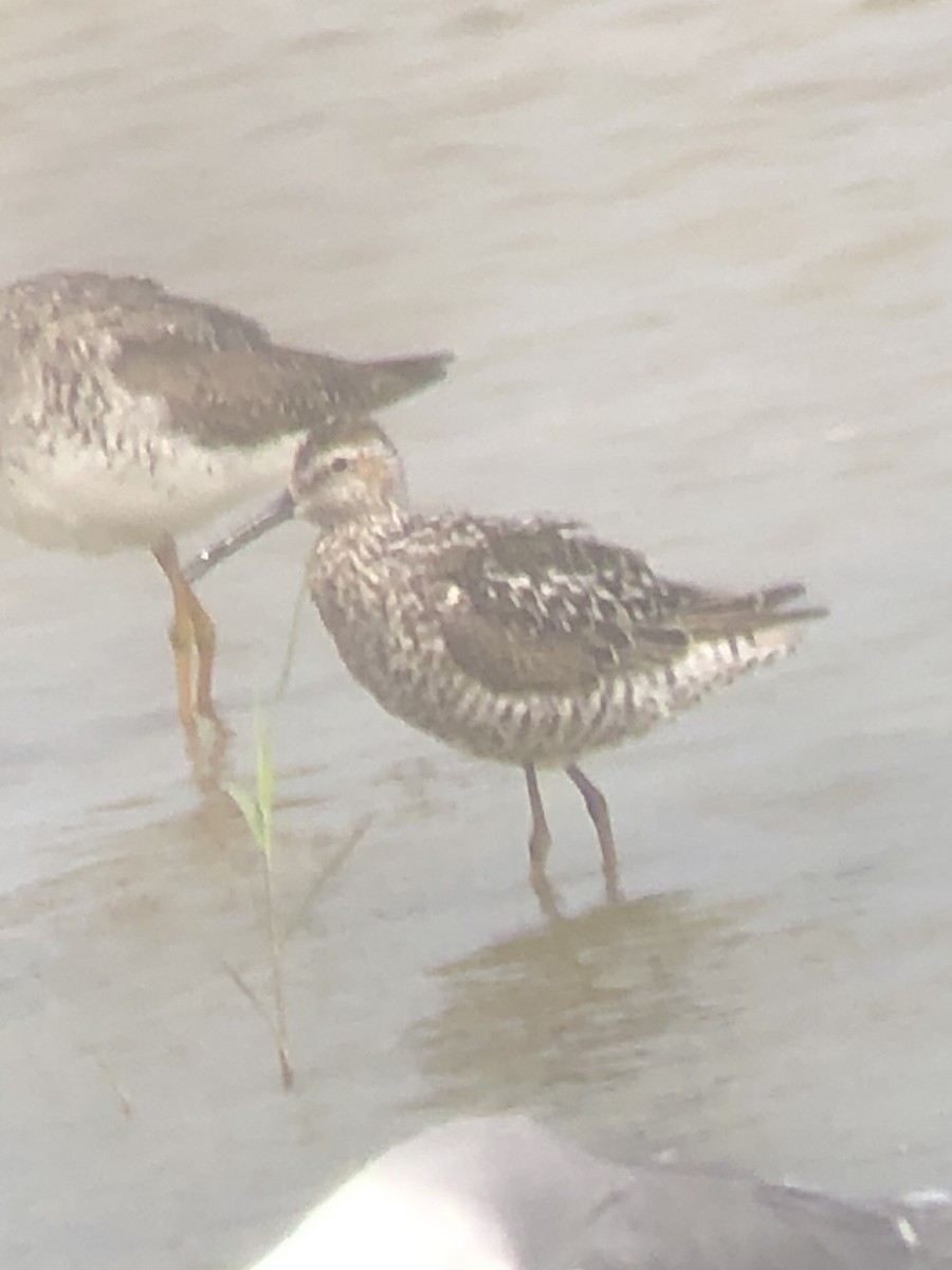 Stilt Sandpiper - ML248887341