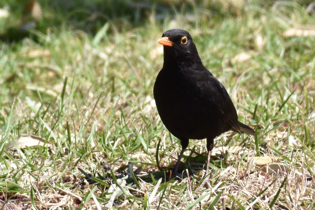 Eurasian Blackbird - Debbie Metler