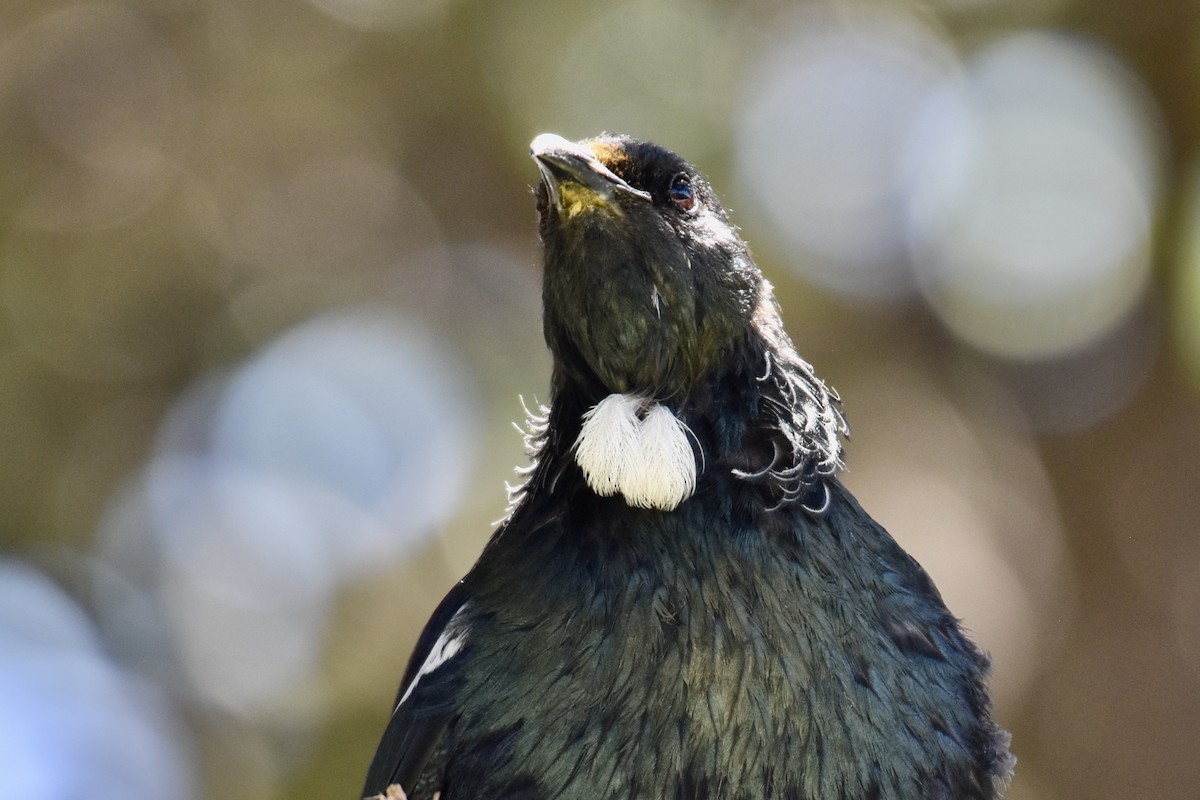 Tui - Debbie Metler