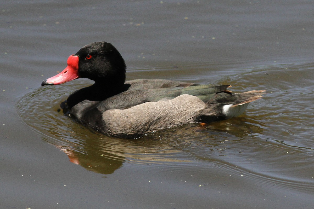 Rosy-billed Pochard - Steve Kelling