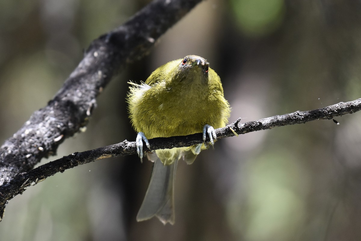 New Zealand Bellbird - ML248891081