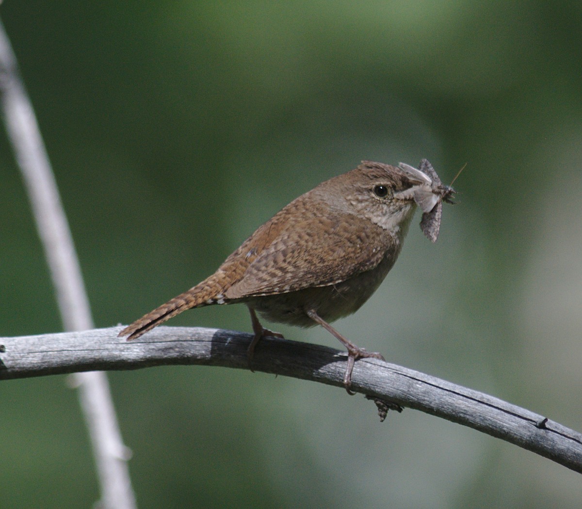 Northern House Wren - ML248891871