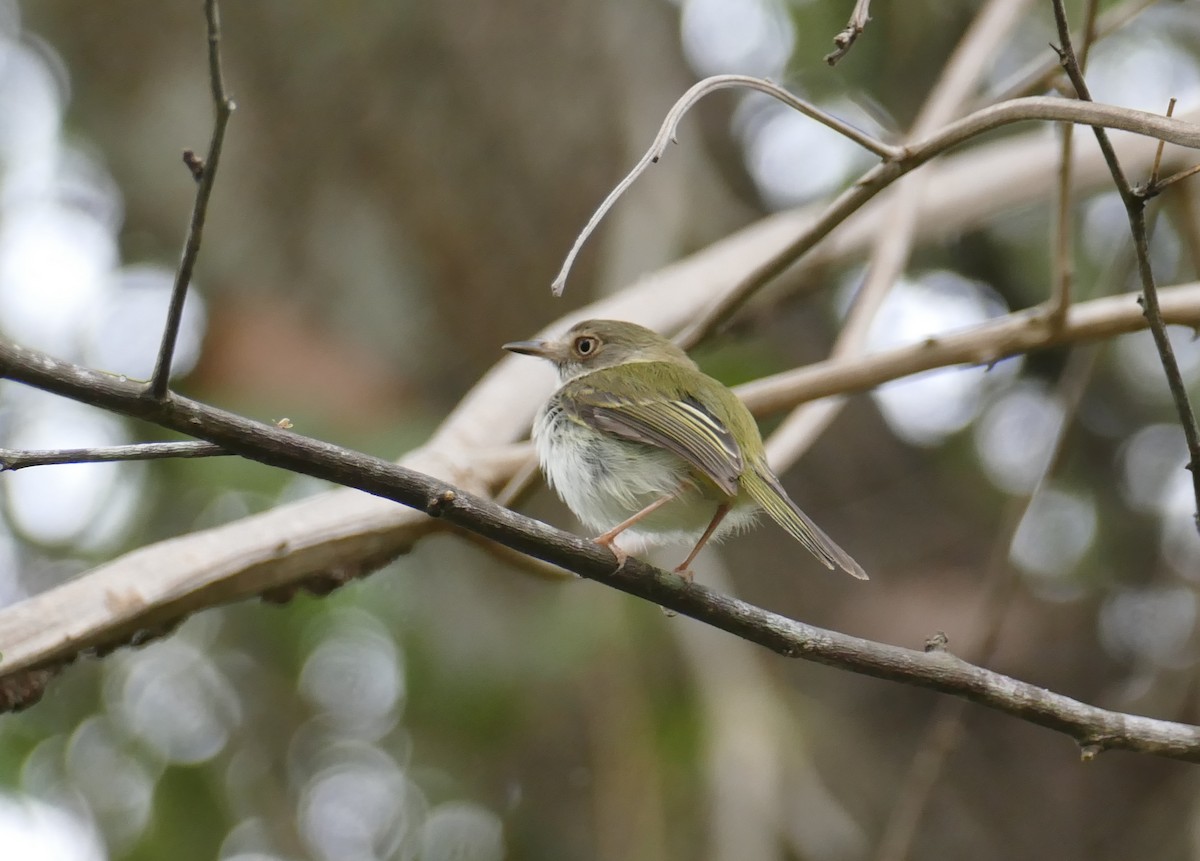 Pale-eyed Pygmy-Tyrant - ML248892101