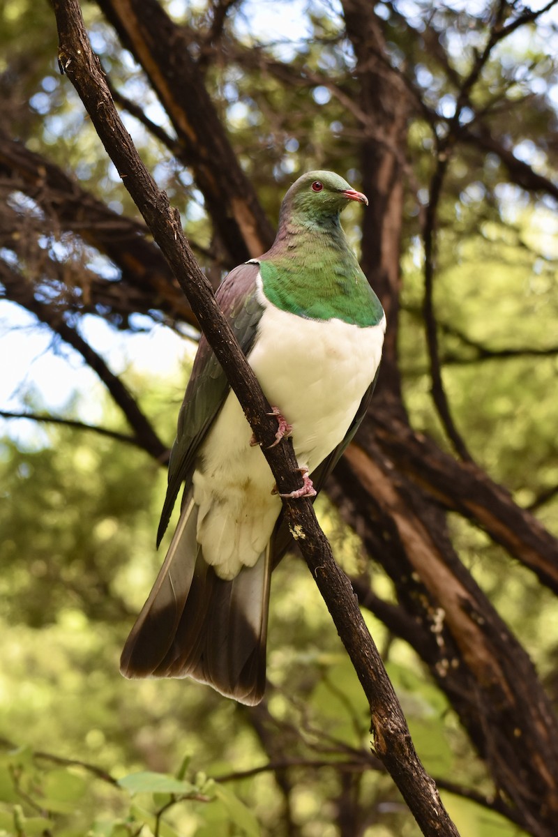 New Zealand Pigeon - Debbie Metler