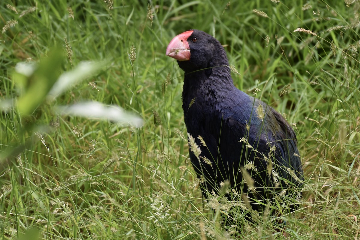 South Island Takahe - ML248893221