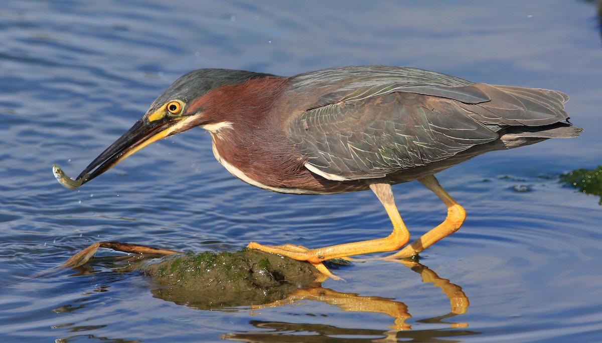 Green Heron - ML248893471