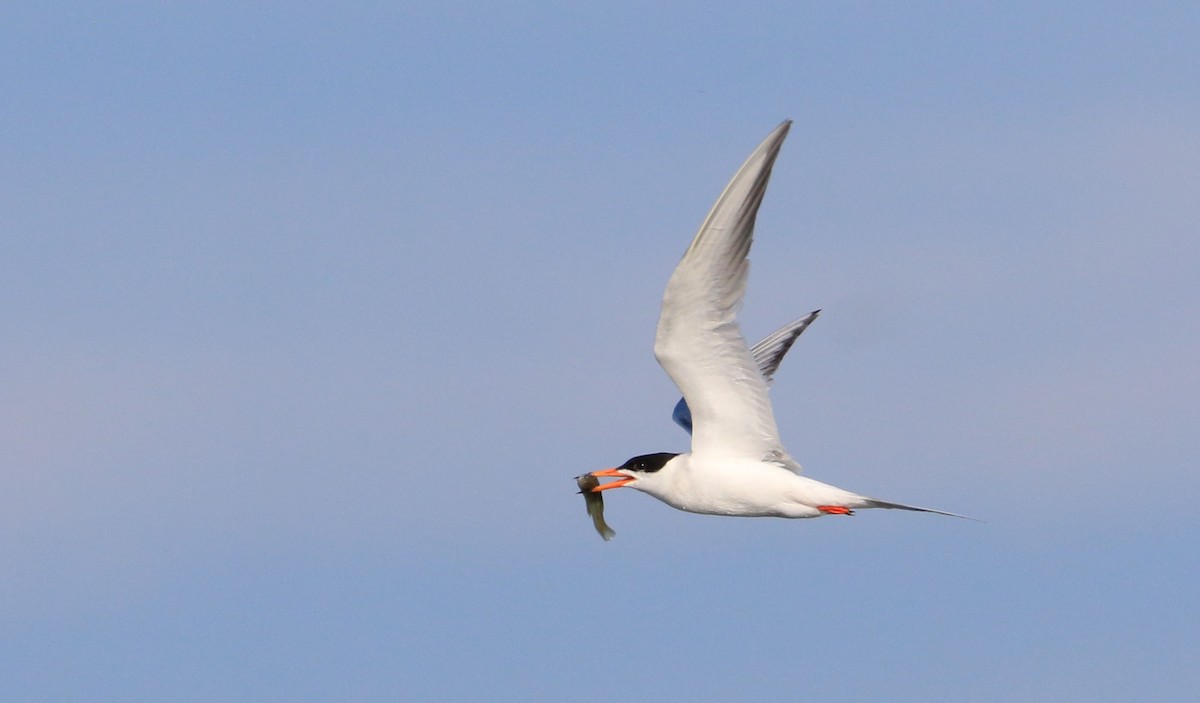 Forster's Tern - ML248893551