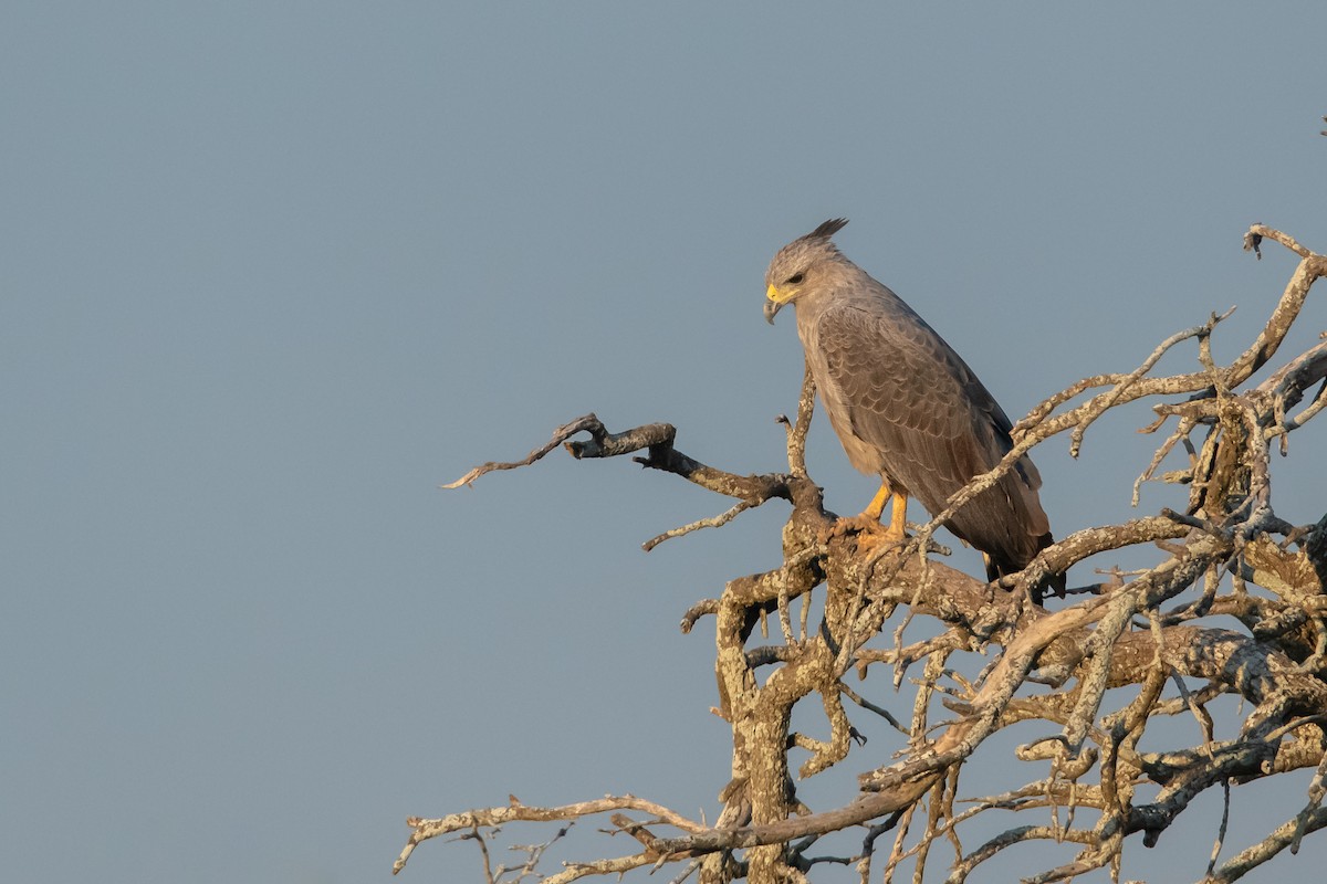 Águila de Azara - ML248893781