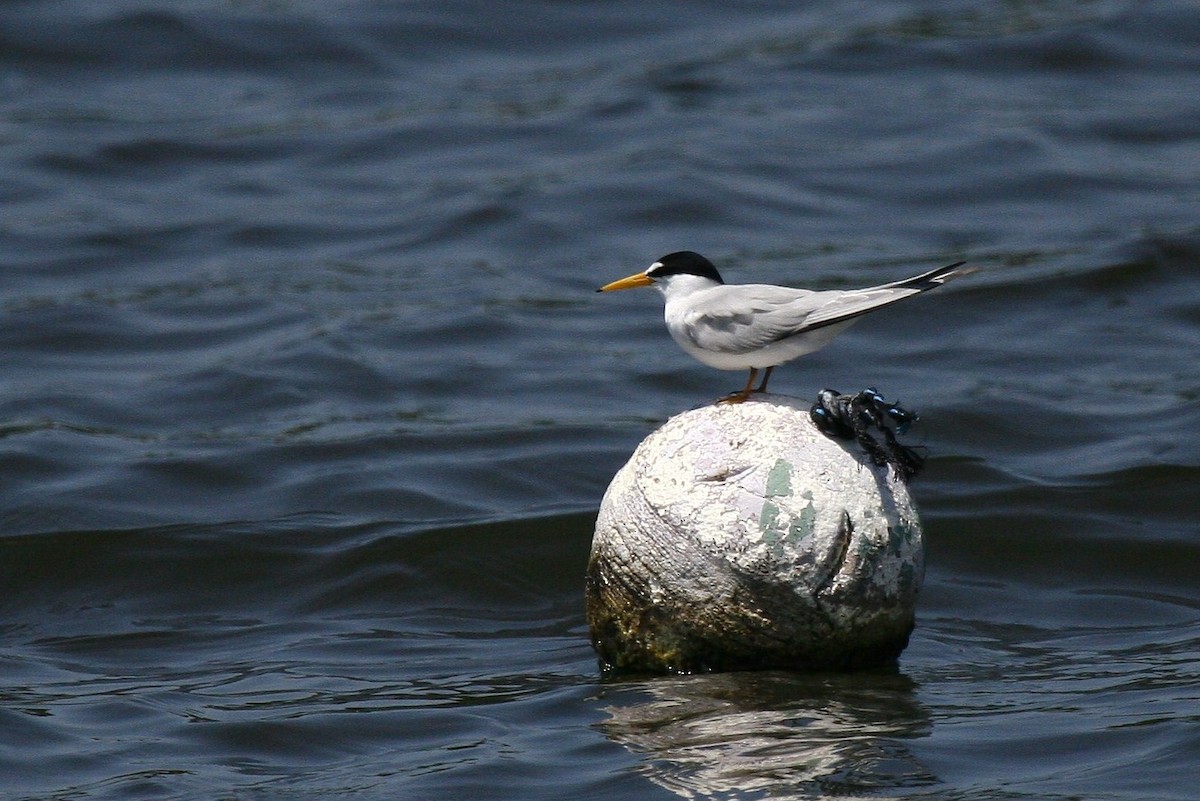 Least Tern - ML24889421