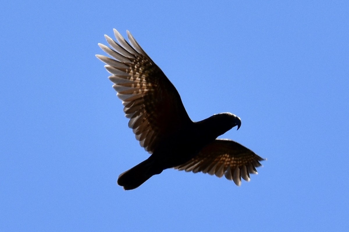 New Zealand Kaka - Debbie Metler