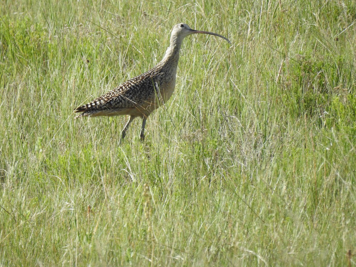 Long-billed Curlew - ML248895051