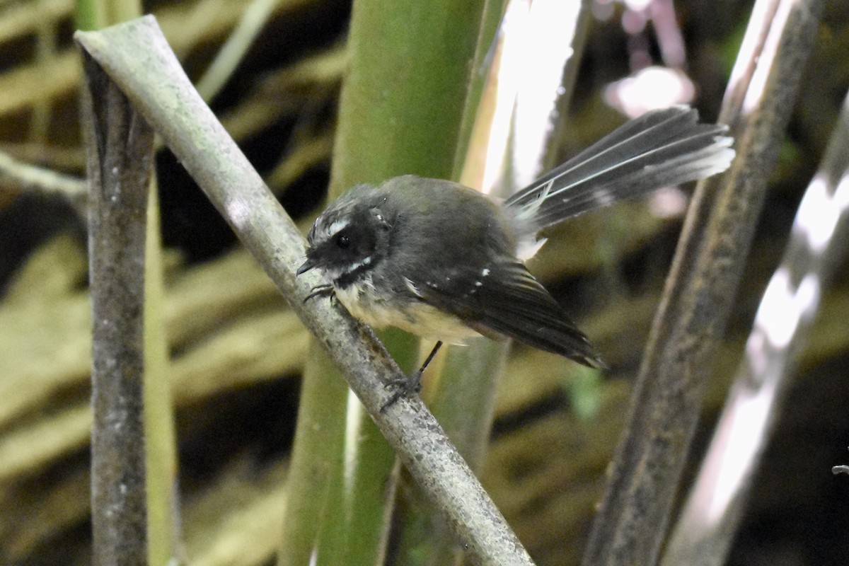 New Zealand Fantail - ML248895191