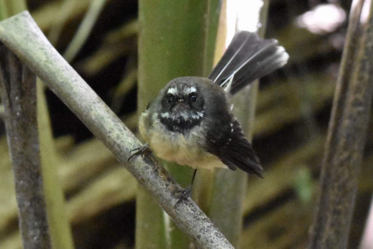 New Zealand Fantail - Debbie Metler