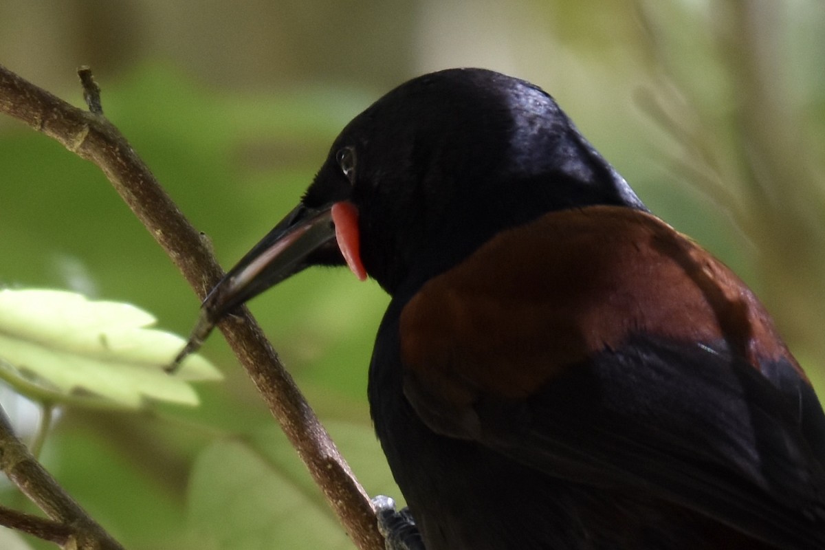 North Island Saddleback - ML248895481