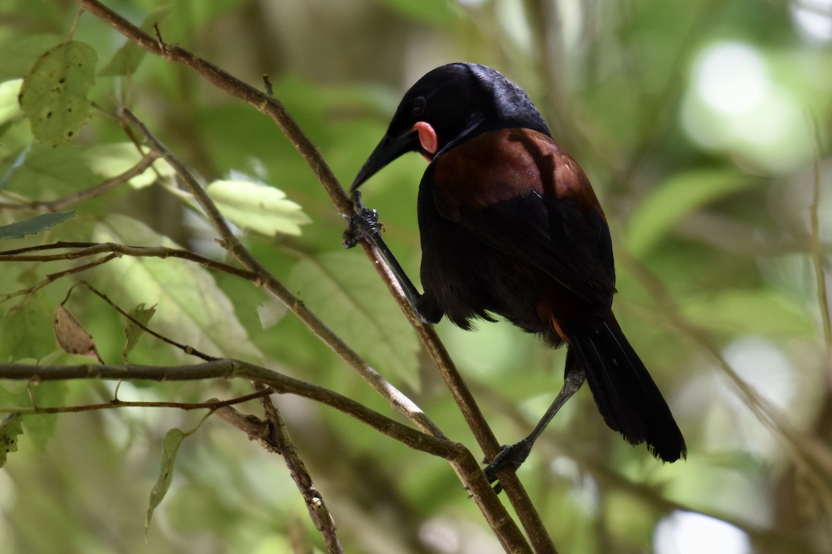 North Island Saddleback - Debbie Metler